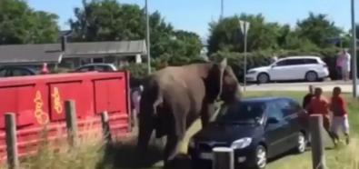 Słonie w Danii