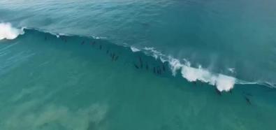 Surfujące delfiny