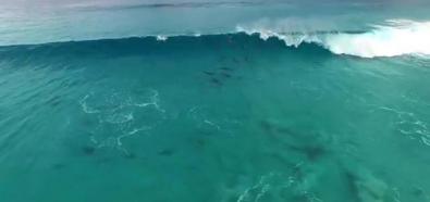 Surfujące delfiny