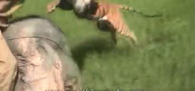 Tygrys vs człowiek