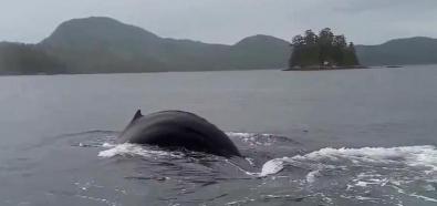 Wieloryb odwiedza przystań
