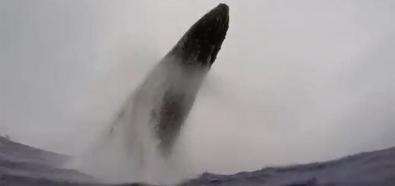 Skok wieloryba