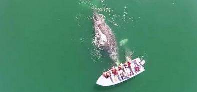 Turyści i wieloryb
