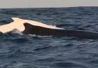 Biały wieloryb
