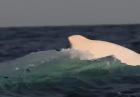 Biały wieloryb