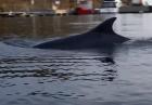 Delfiny w Bałtyku