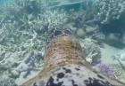 Żółw na rafie koralowej