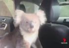 Koala w samochodzie
