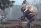 Koza na rowerze