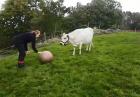 Krowa bawi się piłką