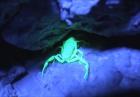 Skorpiony w UV