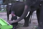 Słoń Peter gra na pianinie