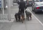 Spacer z pięcioma psami