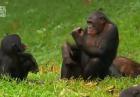 Szympansy