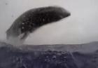 Skok wieloryba