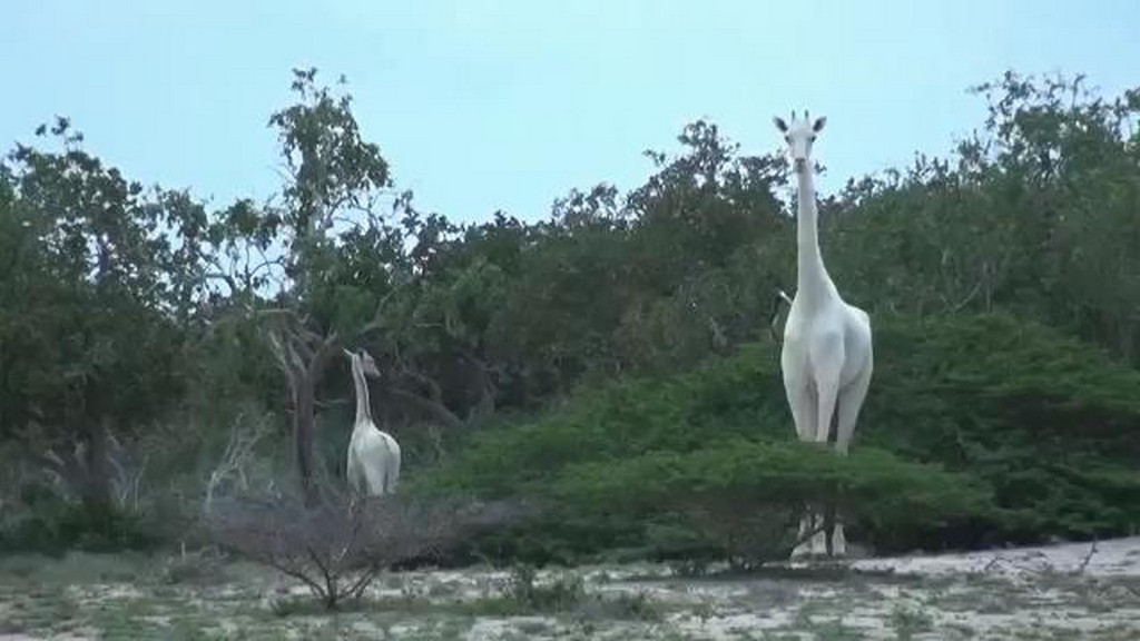 Białe żyrafy