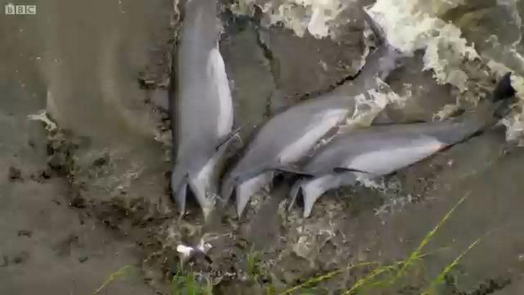 Delfiny polują na brzegu