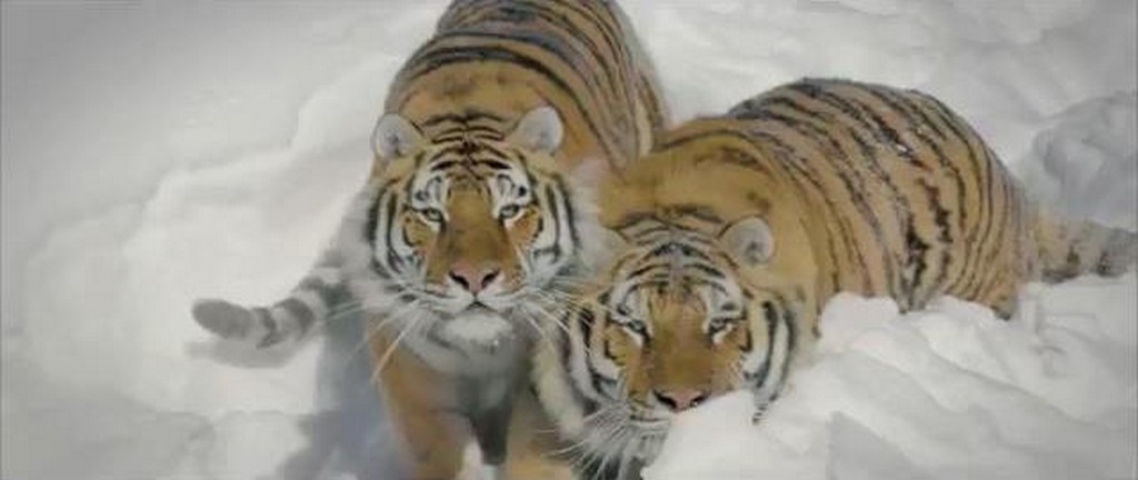 Spotkanie dronów z tygrysami