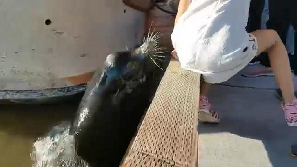 Lew morski atakuje dziecko