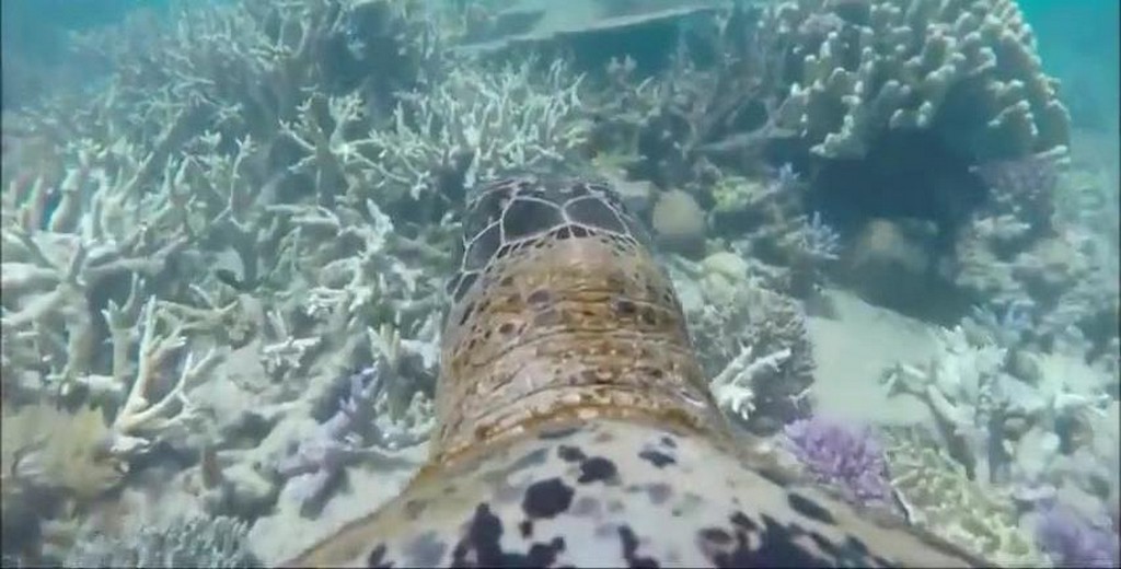 Żółw na rafie koralowej