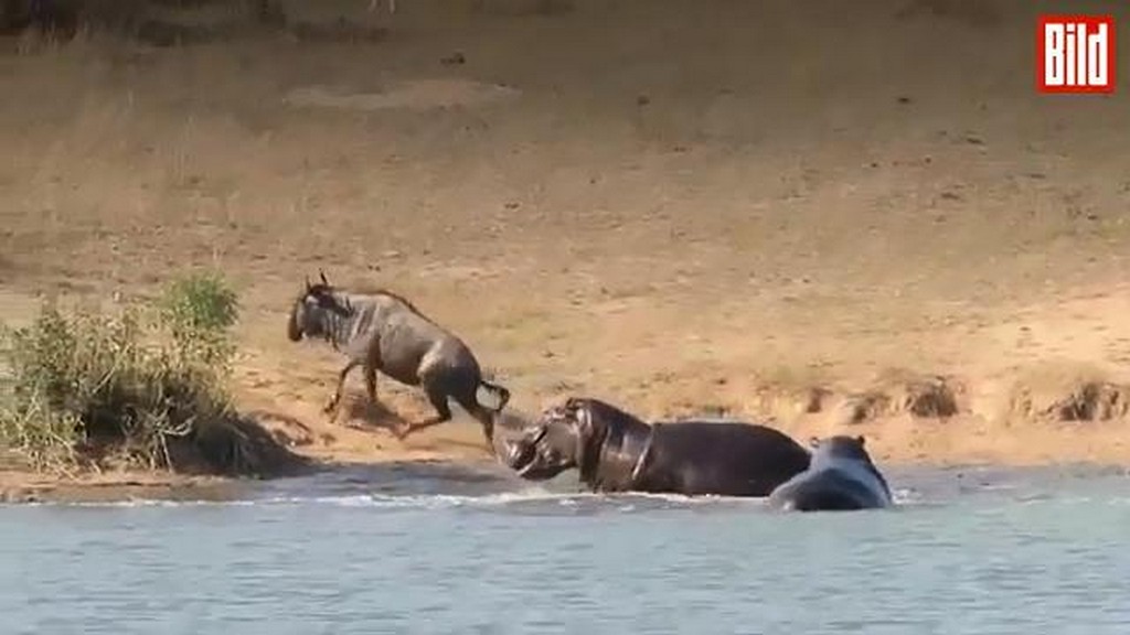 Hipopotamy ratują gnu