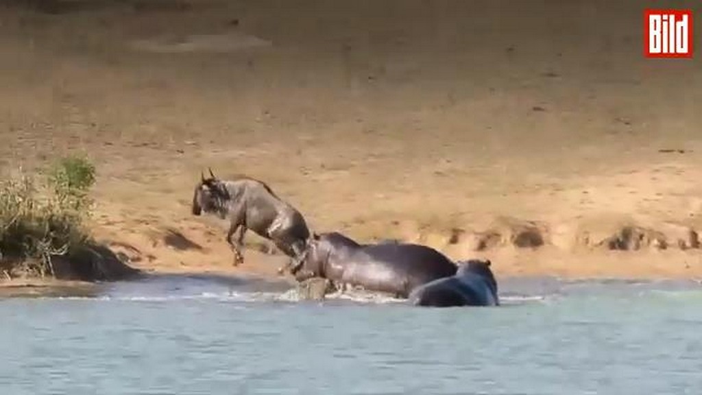 Hipopotamy ratują gnu