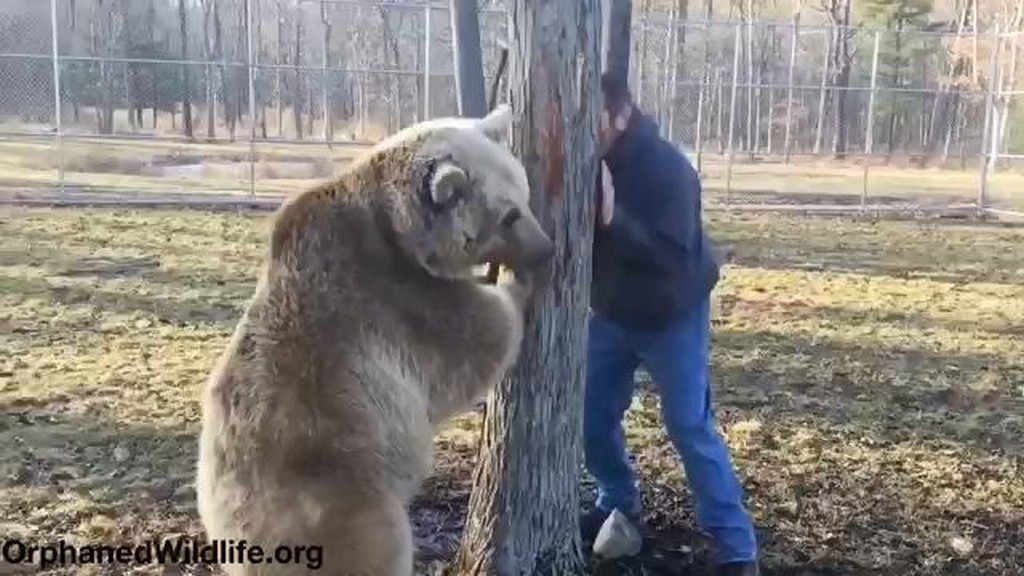 Jim i niedźwiedzie