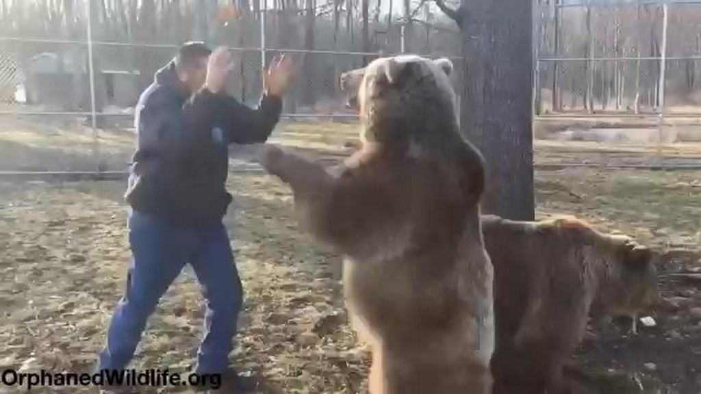 Jim i niedźwiedzie