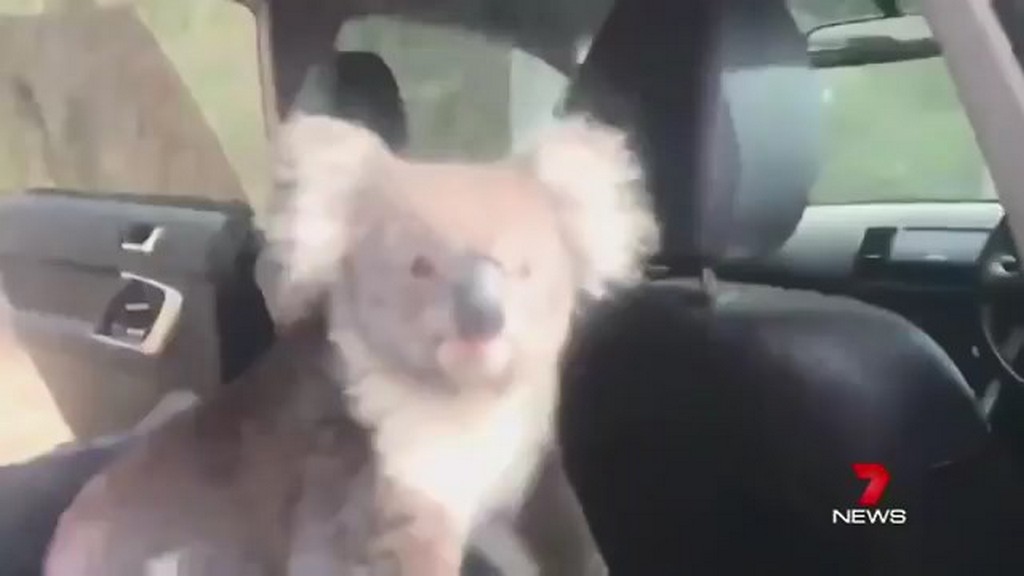 Koala w samochodzie