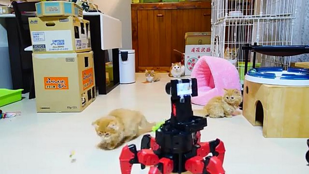 Koty i robot
