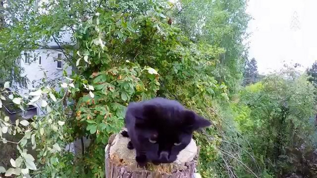 Koty na drzewach
