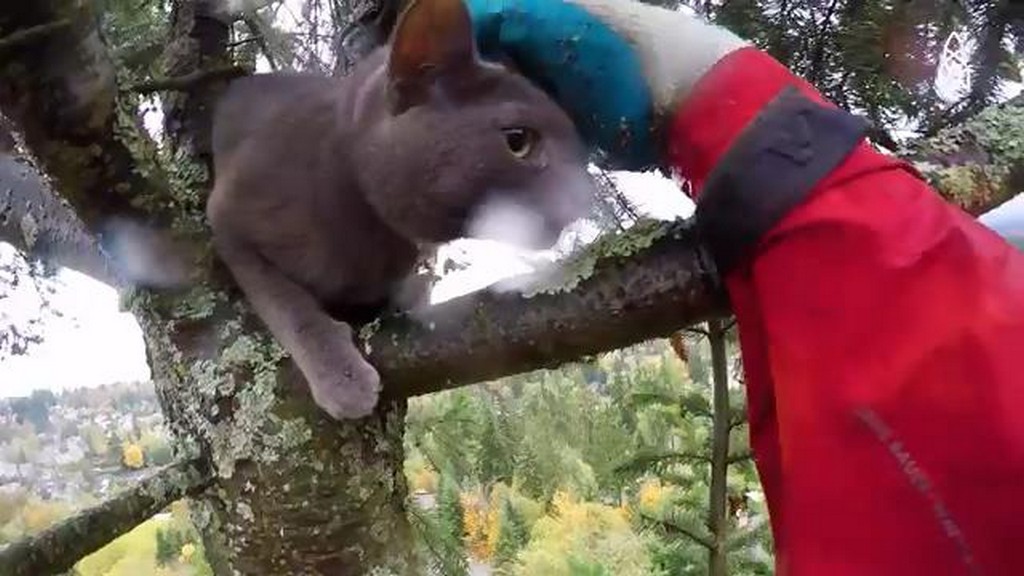 Koty na drzewach