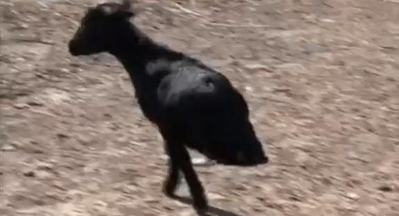 Koza spacerująca na dwóch nogach