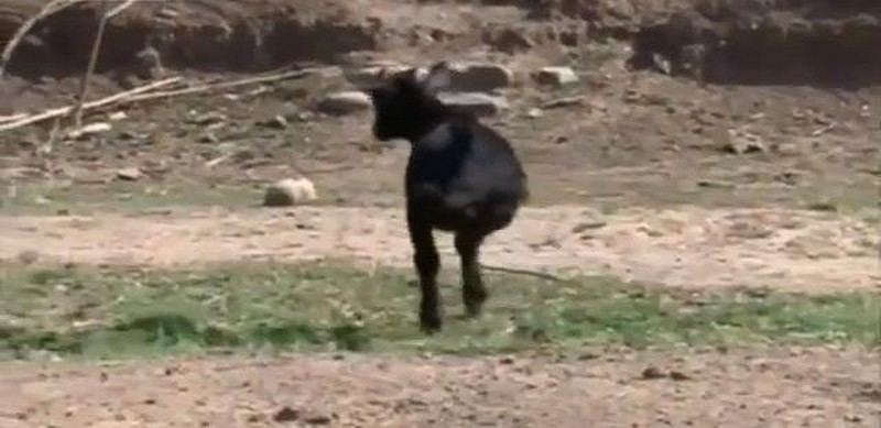 Koza spacerująca na dwóch nogach