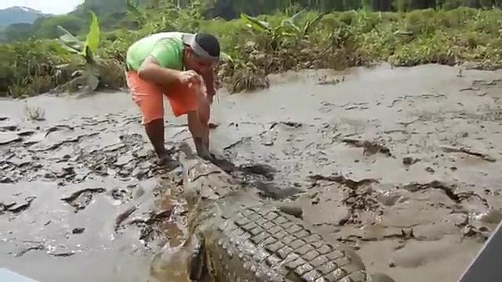 Krokodyl i przewodnik