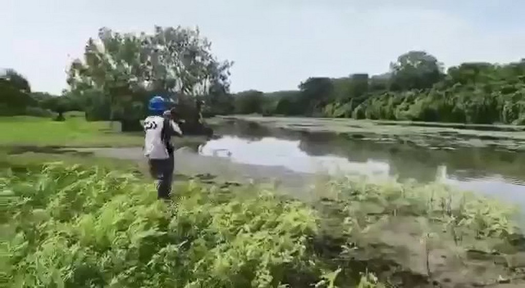 Krokodyl kradnie rybę