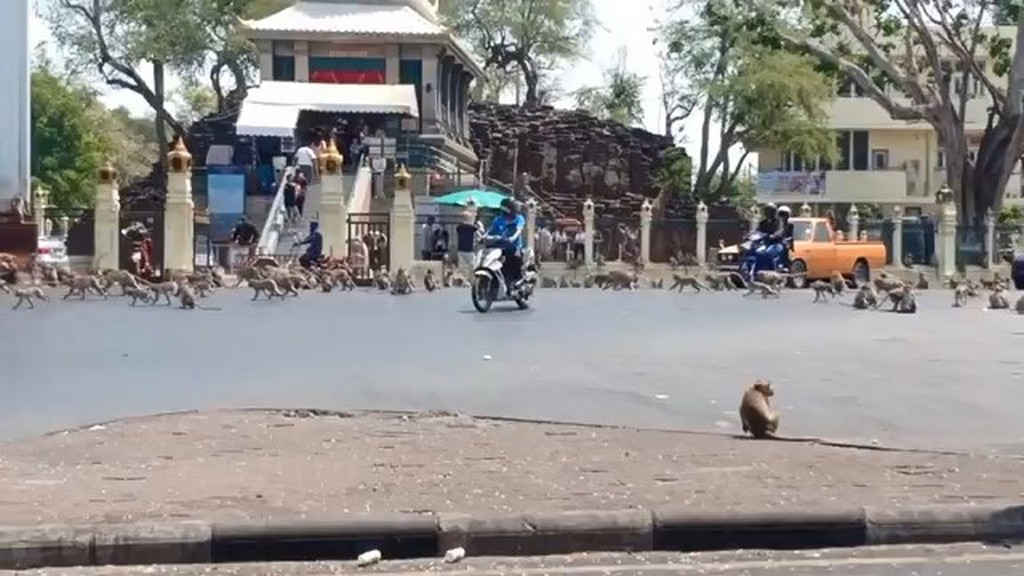 Małpy atakują w Tajlandii