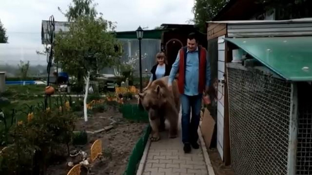 Mieszkanie z niedźwiedziem