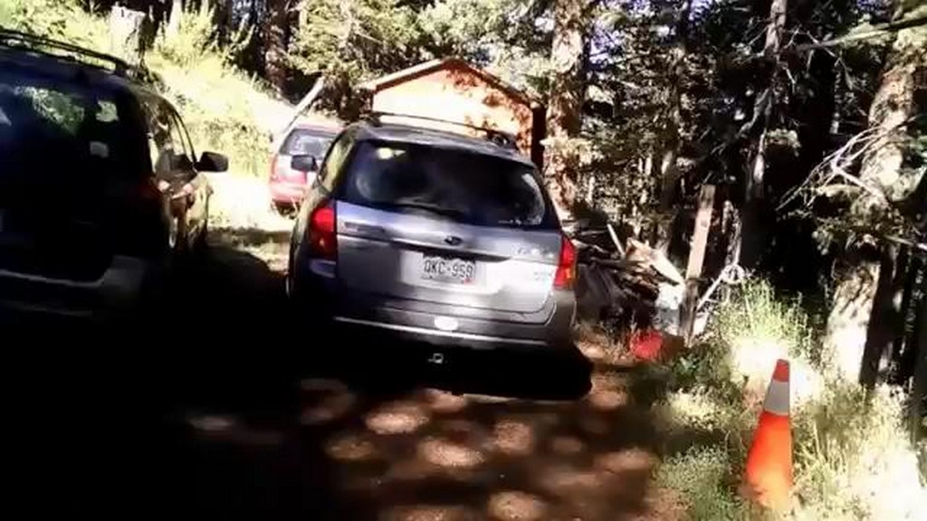 Niedźwiadek demoluje wnętrze samochodu