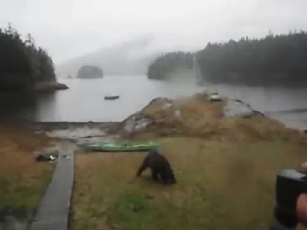 Niedźwiedź demoluje kajak