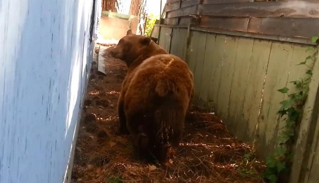 Niedźwiedź na podwórku