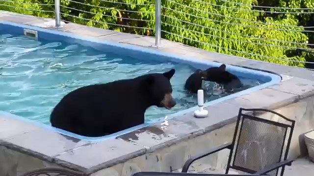 Niedźwiedzie w basenie