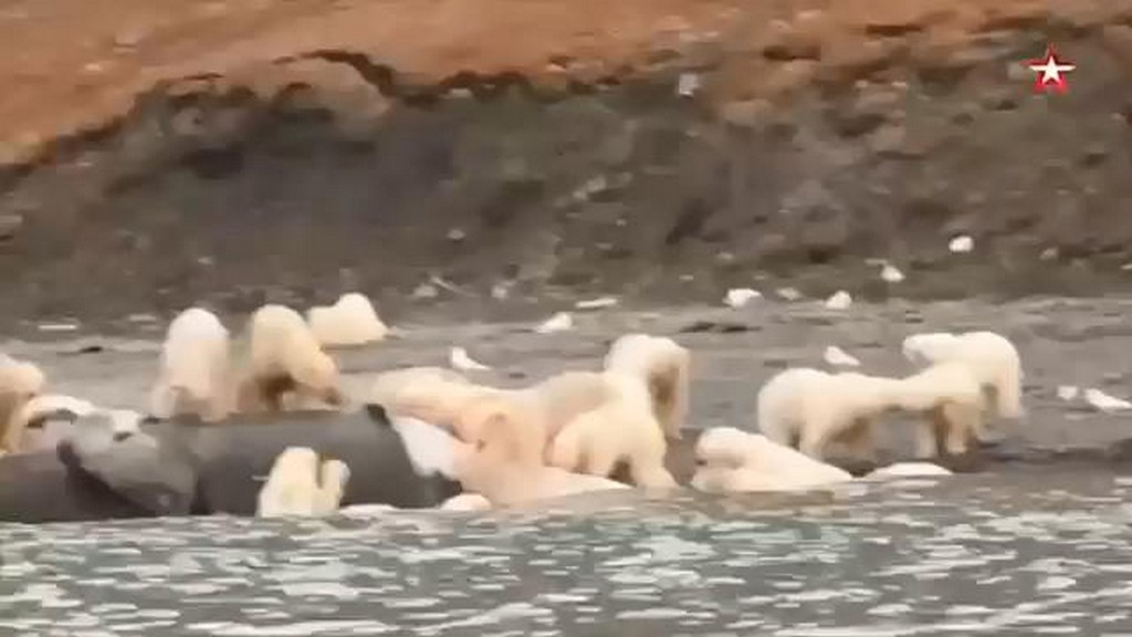 Niedźwiedzie polarne na uczcie