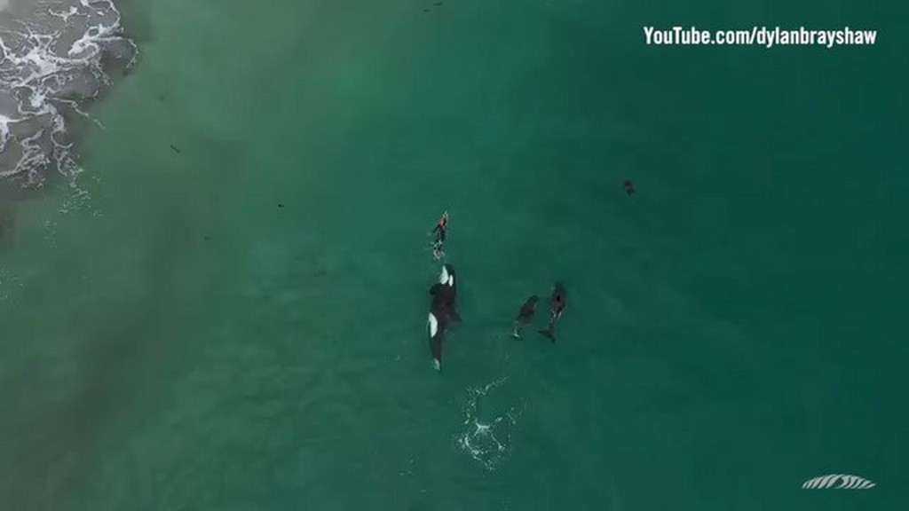 Orki bawią się z pływakiem