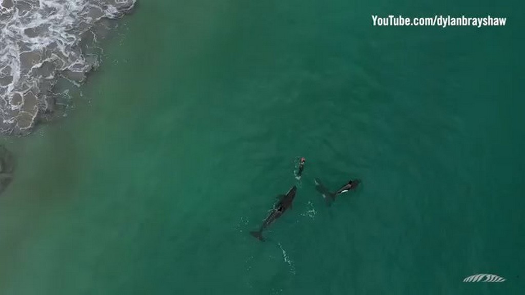 Orki bawią się z pływakiem