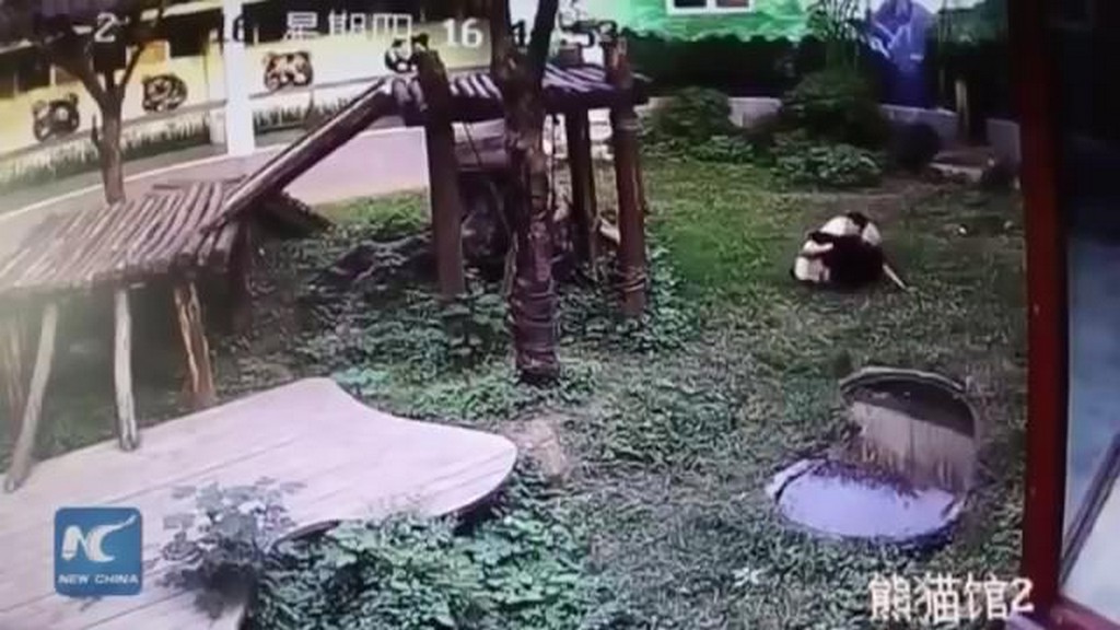 Zapasy pandy z turystą