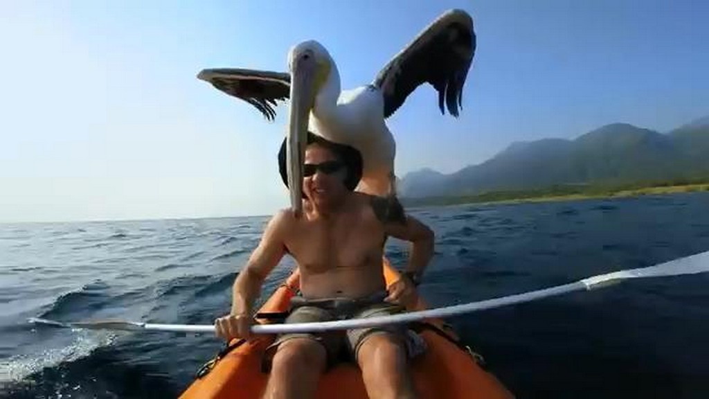 Pelikan i człowiek