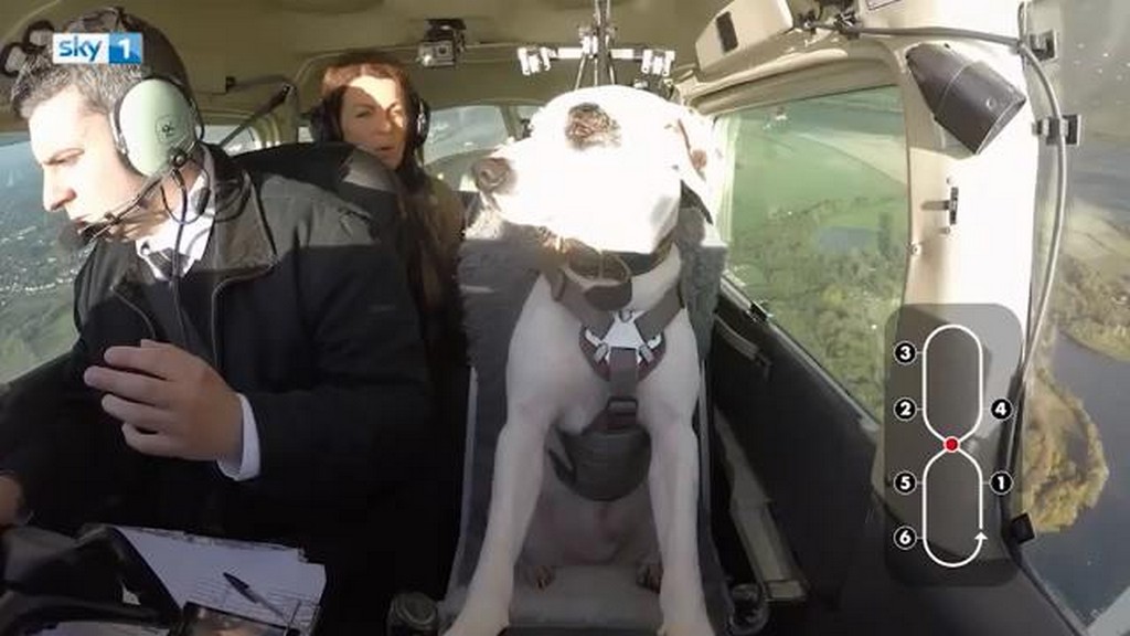 Pies pilotuje samolot