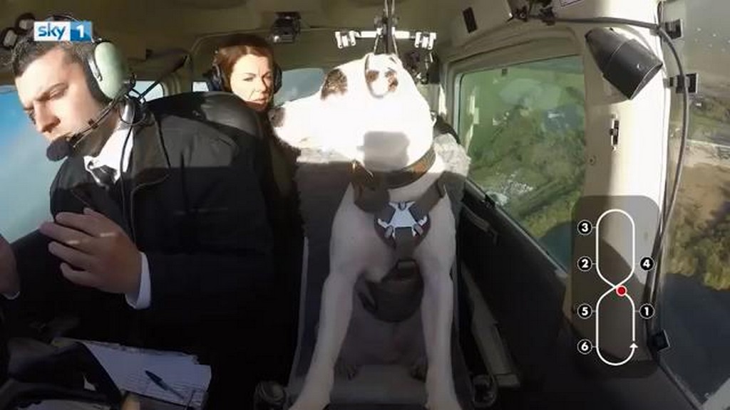 Pies pilotuje samolot