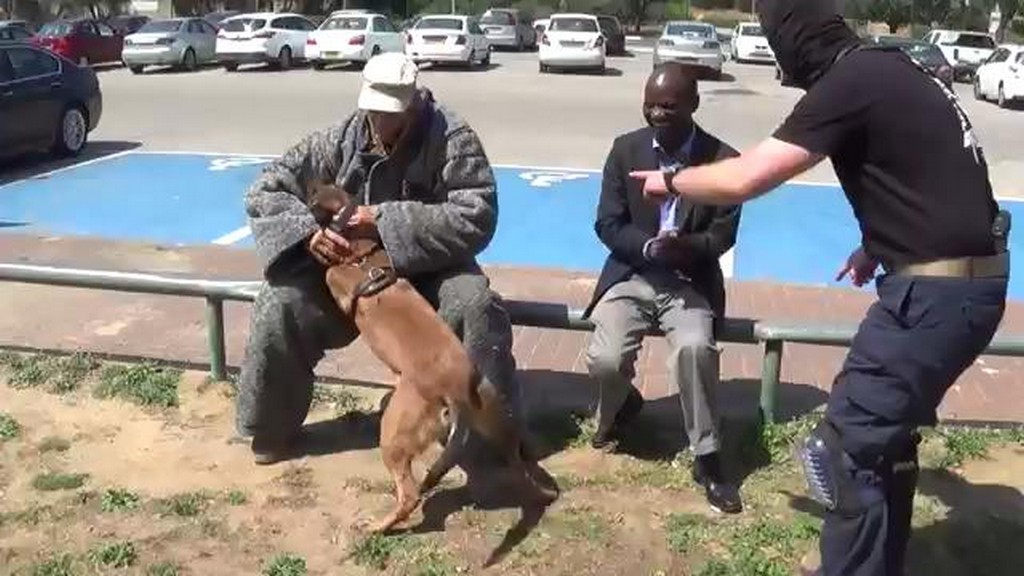 Psi ochroniarz w akcji